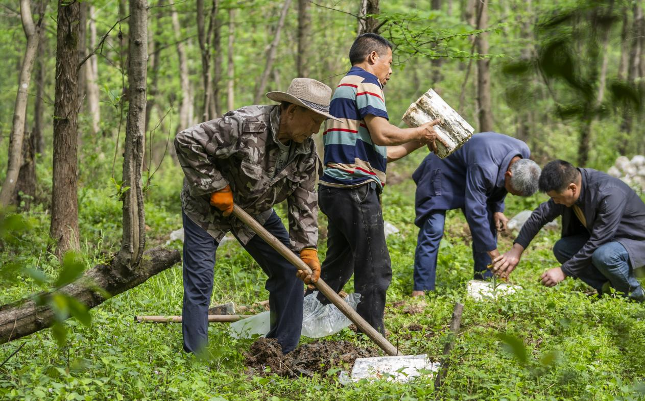 2025年4月16日，江西新余，仙女湖區(qū)河下鎮(zhèn)花園村林場，人們正在搬運(yùn)、栽植靈芝菌棒。